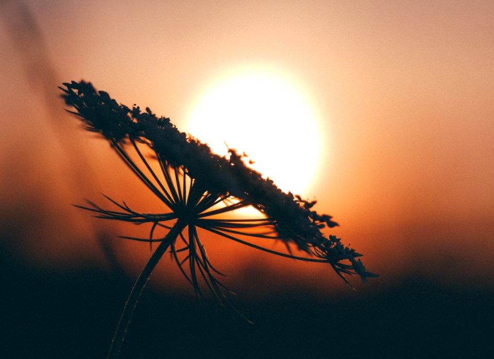 macroshot of dandelion during sunset