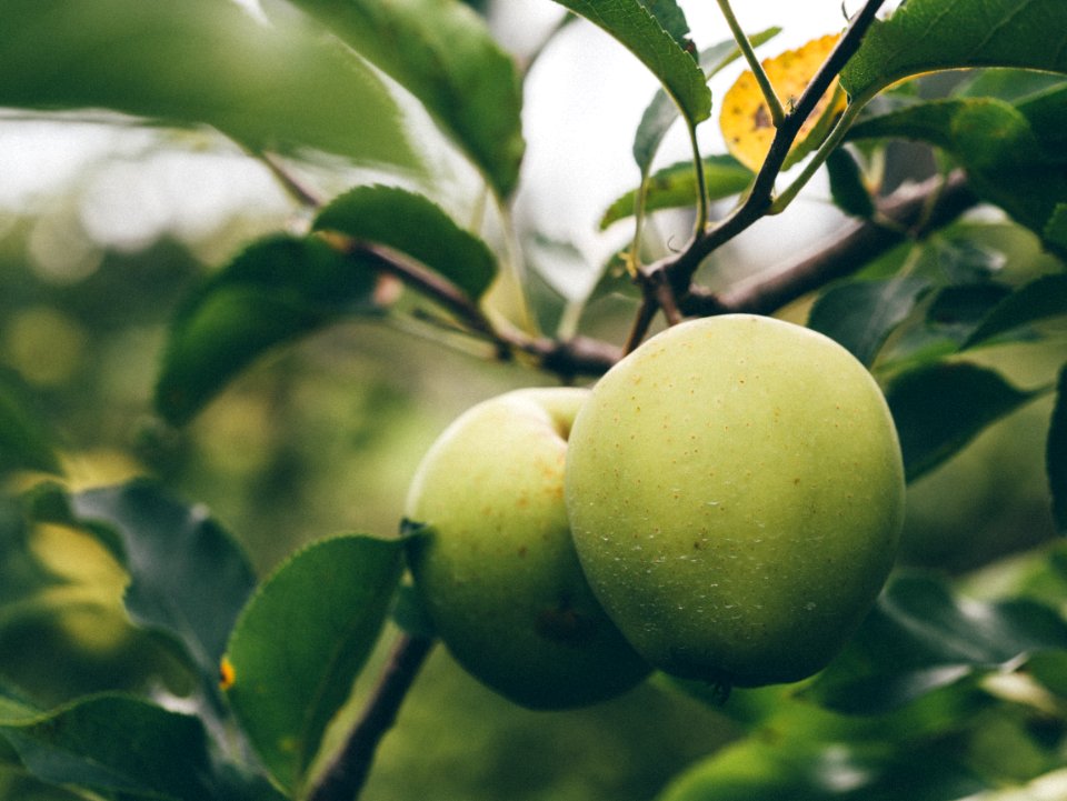 two green apples