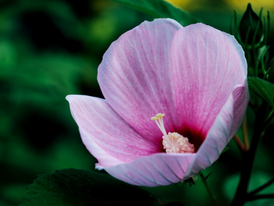 shallow focus photo of pink flower