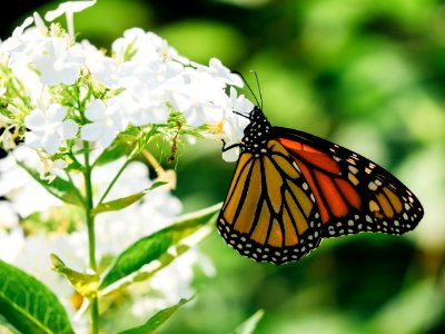 orange and white butterfly on flower photo