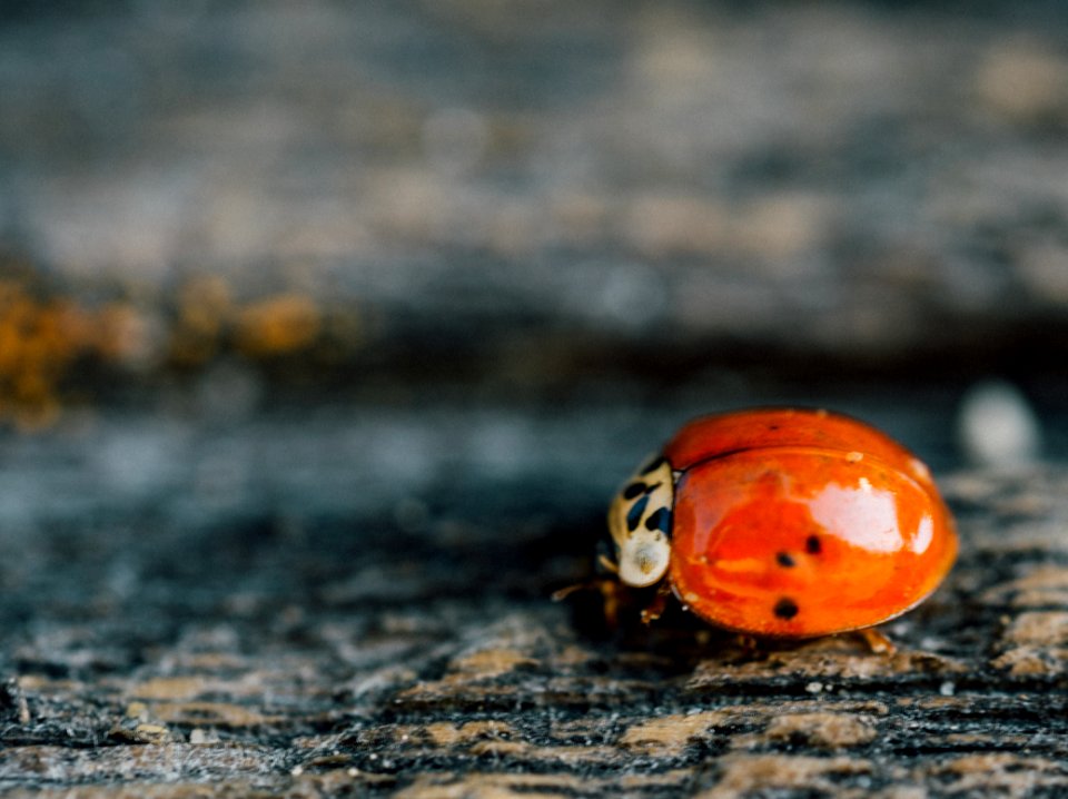 orange ladybug