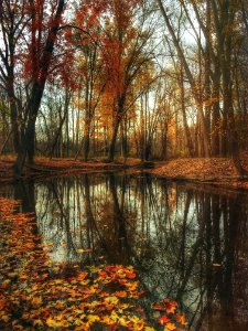 dried maple leaves on body of water near maple leaf trees