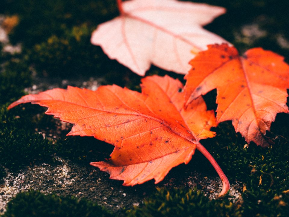 closeup photo of maple leaves