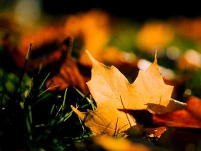 A yellow leaf in the grass.