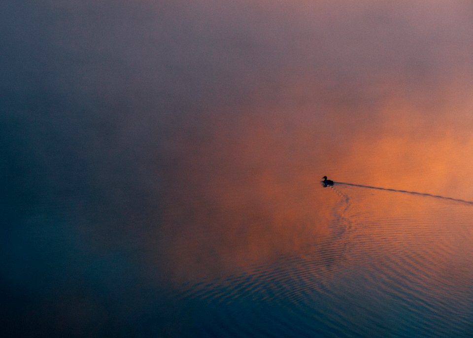 duck swimming on body of water