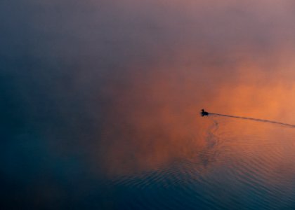 duck swimming on body of water photo