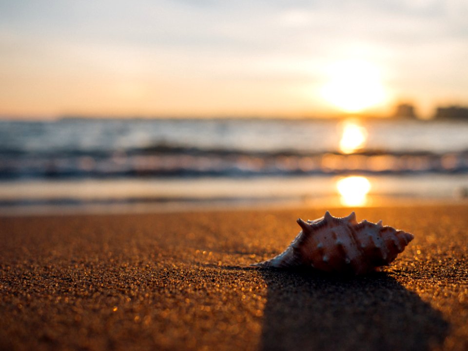 gray seashell on the seashore selective focus photography
