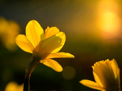 selective focus photography of yellow flowers photo