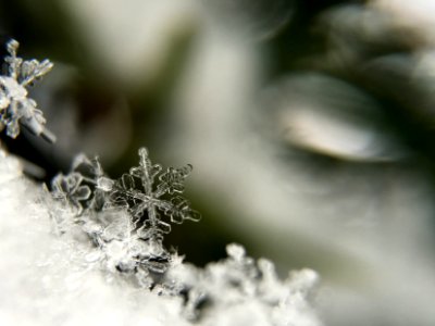 selective focus photography snowflakes photo