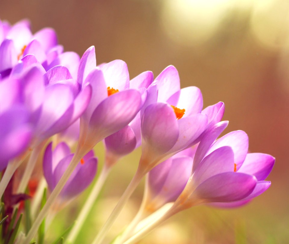 purple petaled flowers