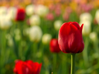 closeup photo of red tulips