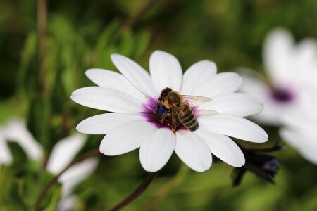 Plant nature flowers