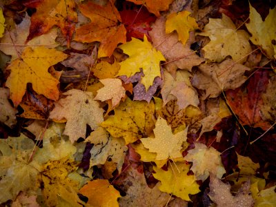 maple leaves