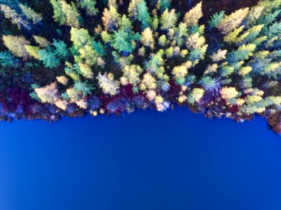 aerial view of pine tress photo
