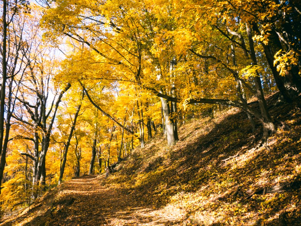 pathway surrounded with trees