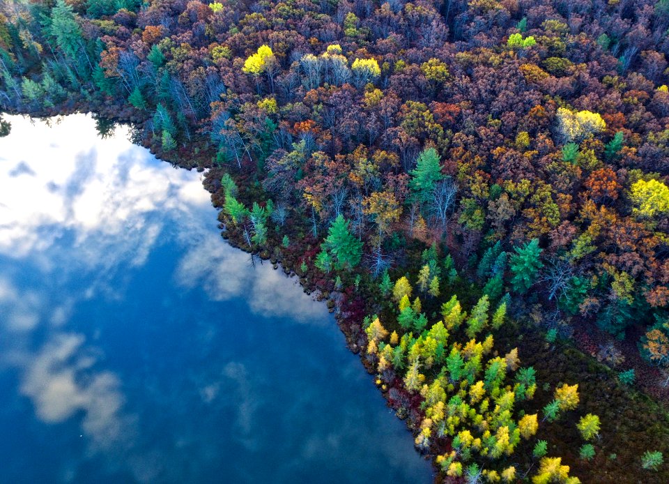 bird's eye photography of ocean and trees