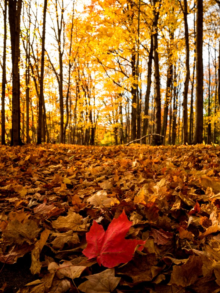maple tree
