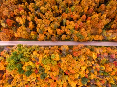 aerial view of road surrounded by trees photo