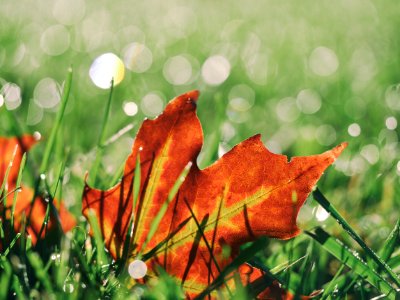 macro photo of red maple leaf on grass photo