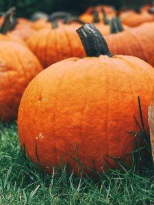 pumpkin fruit photo