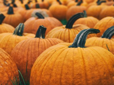 orange pumpkin lot