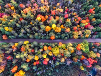 aerial photography of gray concrete road between assorted-color trees photo