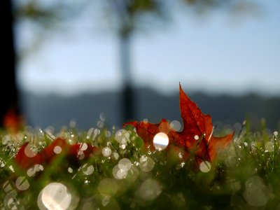 macro photography of maple leaf photo