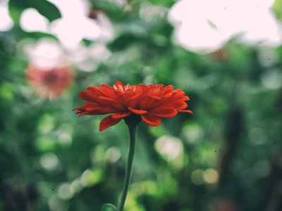 shallow focus photography of red flower photo