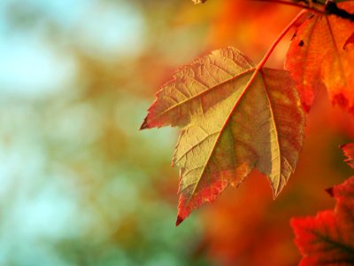 bokeh lights photography of brown maple leaf photo