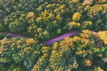 aerial photography of purple road between trees during daytime photo