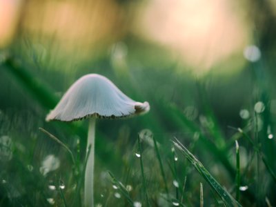 shallow focus photography of mushroom photo