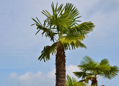 Palm tree sky summer