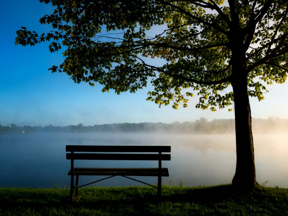black park bench under trees