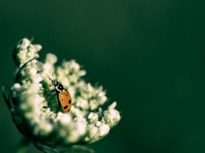 Ladybird, Ladybug, Flower photo