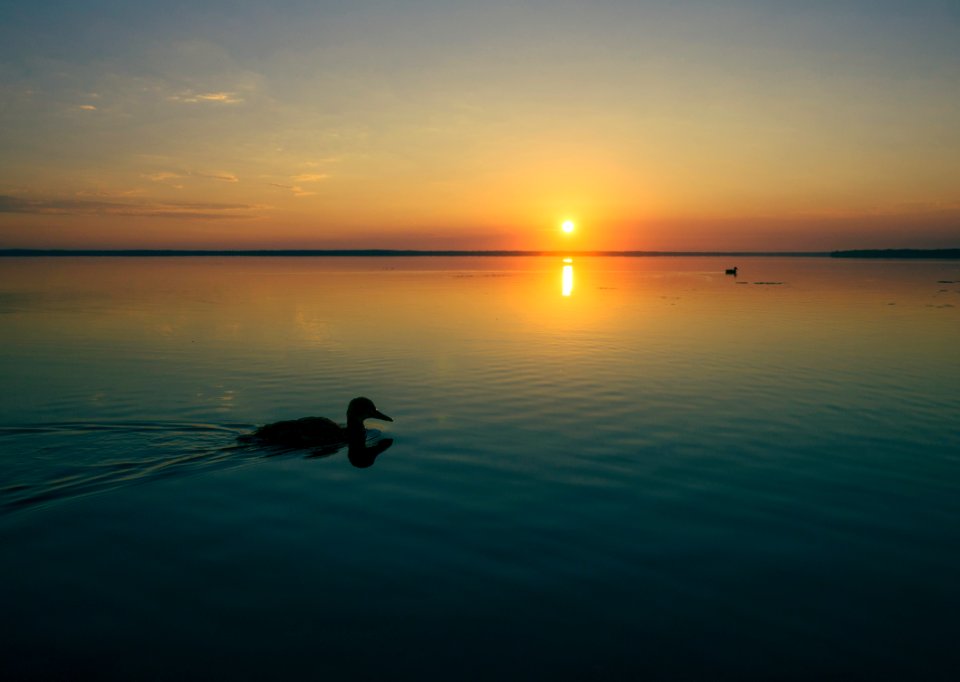 Houghton lake, United states, Duck