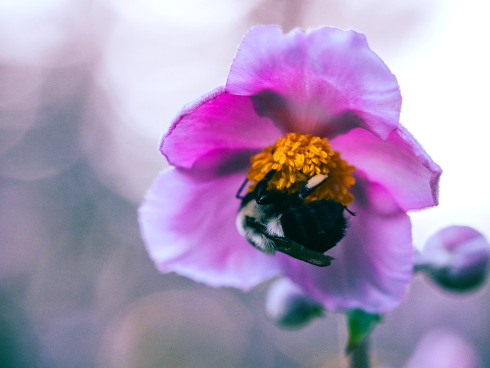 pink-petaled flower