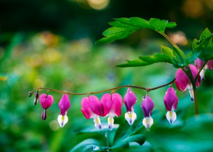 pink bell flowers