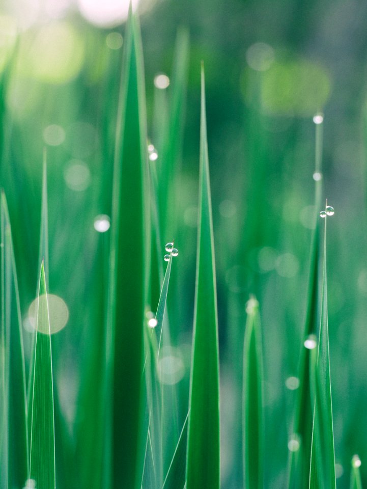 green grass selective focus photography