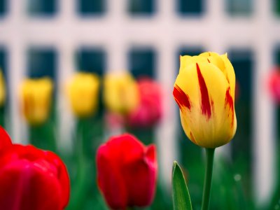 selective focus photography of yellow flower