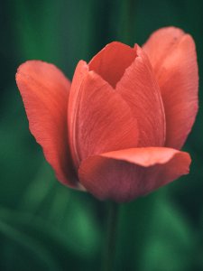 red-petaled flower photo