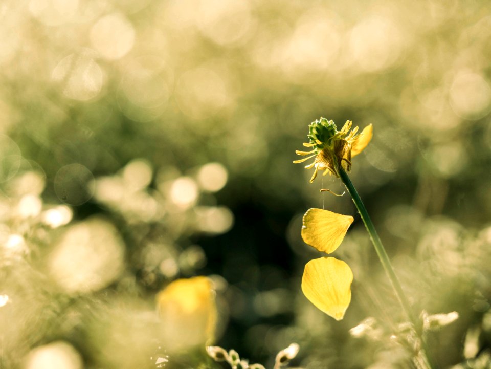 yellow petaled flower