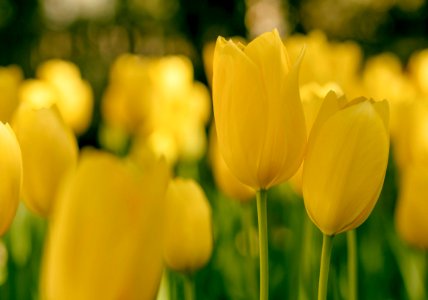 tilt shift lens photography of yellow tulips photo