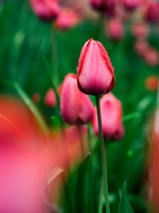focused photo of a pink rose