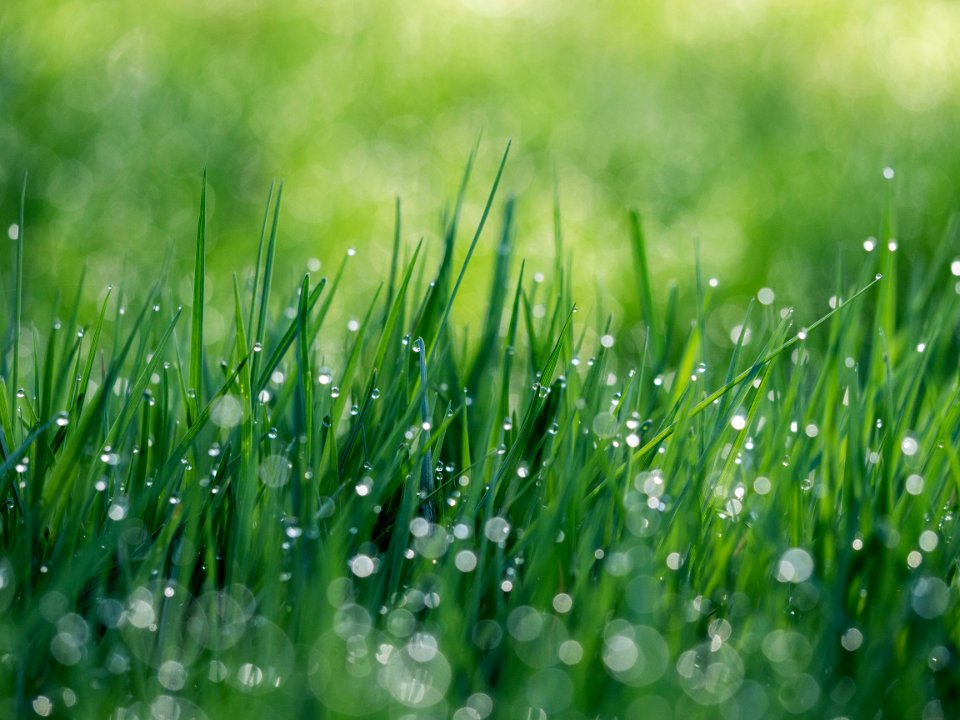 green grass field with water dews