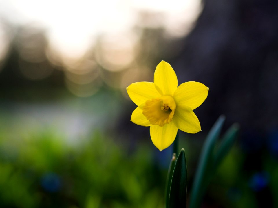 yellow 6-petal flower selective focus photo
