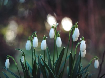 selective focus photography of white flowers photo