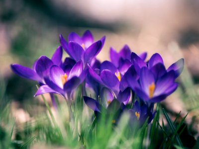 purple petal flower close-up photo photo