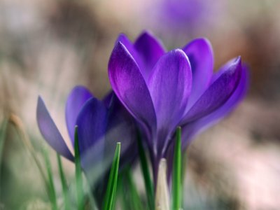 photography of purple flower photo