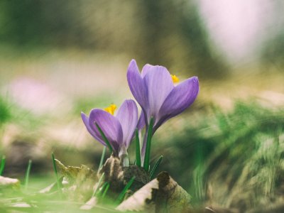 blooming purple flowers photo