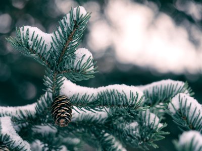 green pine tree with pine cone covered by snow photo